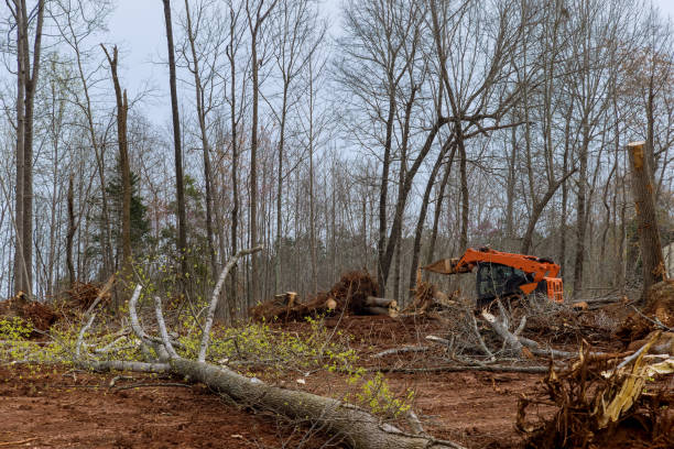 Best Hazardous Tree Removal  in Black Creek, WI