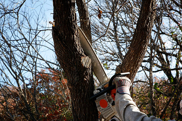 Best Tree Disease Treatment  in Black Creek, WI