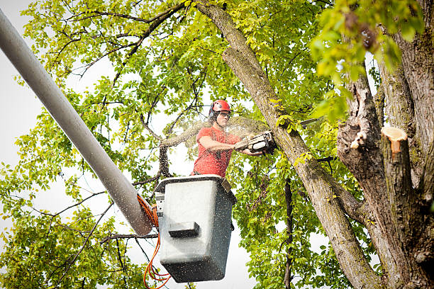 Trusted Black Creek, WI Tree Care Experts