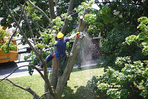 Best Storm Damage Tree Cleanup  in Black Creek, WI